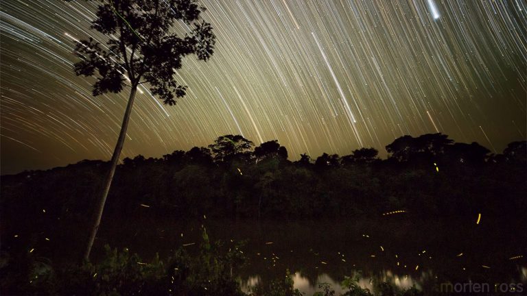 Fireflies at Night