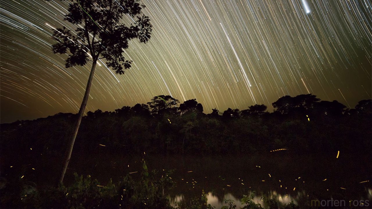 Fireflies at Night