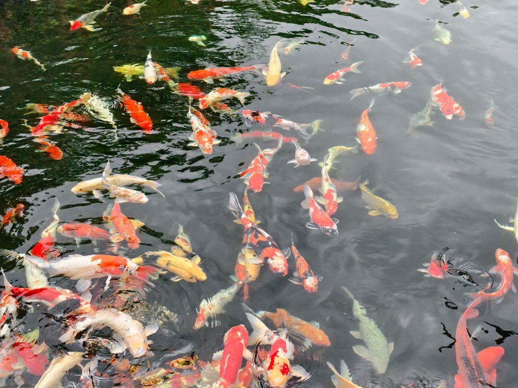 Koi Fish at Panbil Nature Reserve