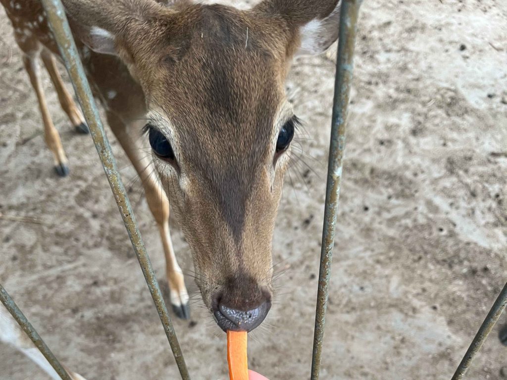 Deer feeding at Panbil Nature Reserve